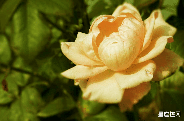 星座男|哪些日子出生的人，不要急于求成，事业迟早能突破，拥抱成功