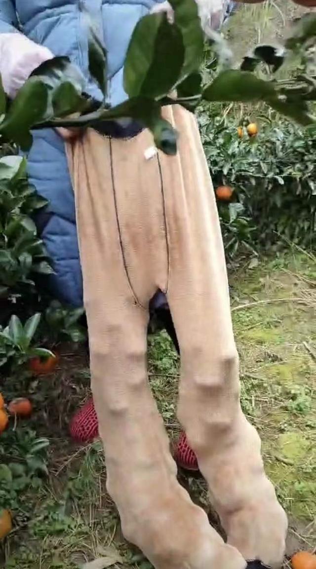 重庆二女子为了多摘橘子带回家,竟然脱下打底裤,网友:真是人才