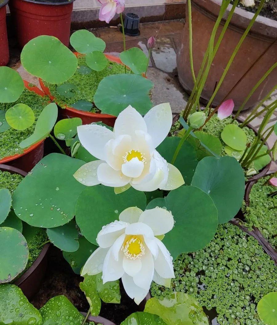 种上阳台|养碗莲,“水深”不能淹没浮叶,“水清”还需在盆中添加一物!