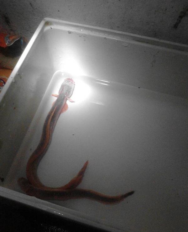 |东江出现许多“奇鱼”,钓鱼人:连续几天钓到,一开始以为是河鳗