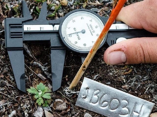 科学家警告:北极植物高度大幅增加,变得生机盎然!或会引发灾难