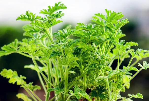 一楼带院子和低层带露台的房子,如何防蚊灭虫?建议收藏