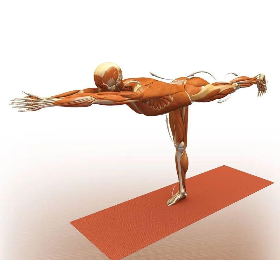 运动|练瑜伽，这些解剖常识你要知道（附28个常见体式解剖图）