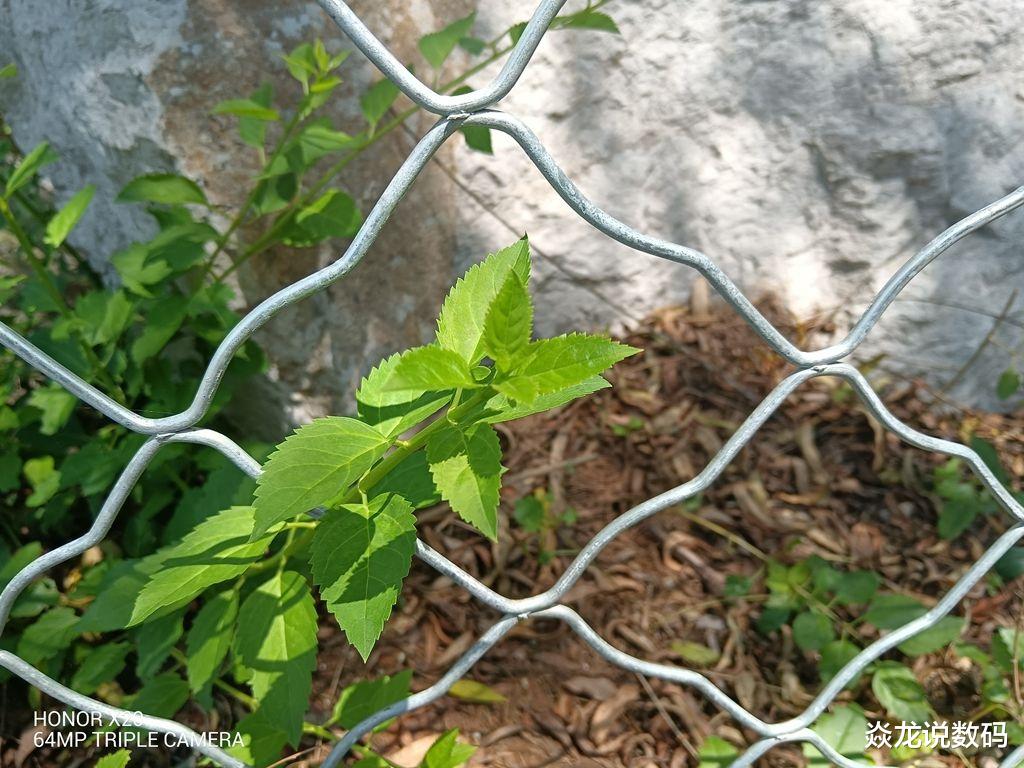 荣耀|120Hz高刷全视屏、66W超级快充,畅快到起飞,荣耀X20全面测评