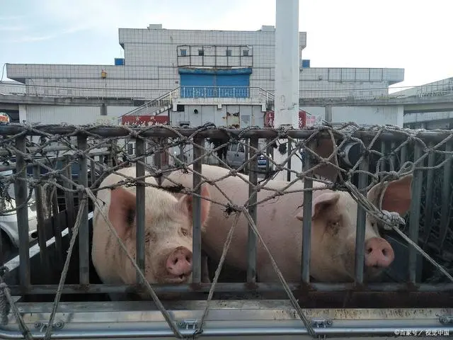 半导体 〖新闻资讯〗中国“养猪第一股”倒下!饿死200万肥猪,今资不抵债搞破产续命!