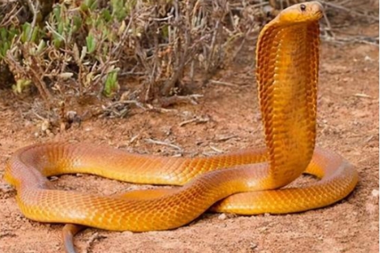 亚马逊丛林 非洲毒蛇可怕？戏耍黑曼巴、生撕巨蟒，看看它们的天敌有多强？