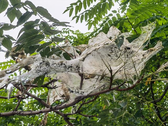 北京市|触目惊心！北京望京北小河树木遭遇美国白蛾，有树整株被吃光