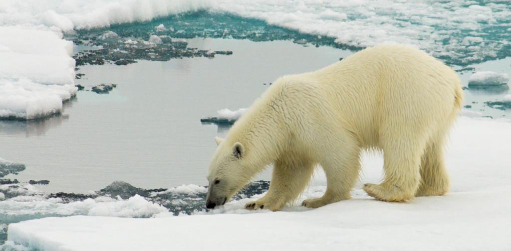 微生物 生命如何在极端条件下生存？