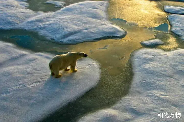 和光万物|“熊”途末路:北极海冰消失,北极熊被迫近亲繁殖,与灰熊杂交!