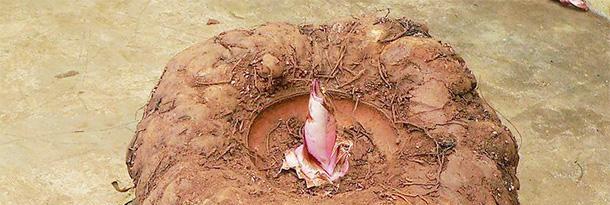 减脂|天然“刮油高手”找到了，每天吃一碗，排油减脂