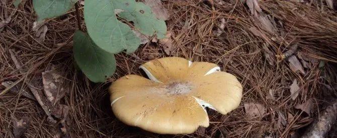 同样是一种白蚁，为何蚁后肚子比其他白蚁的大？蚁后：繁殖后代