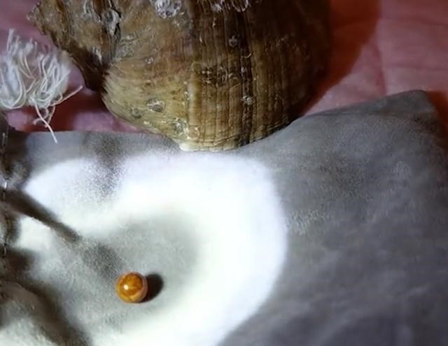 劳荣枝 安徽一女子吃海螺吃出稀有珠子，估计价值不菲，女子：疑似海螺珠