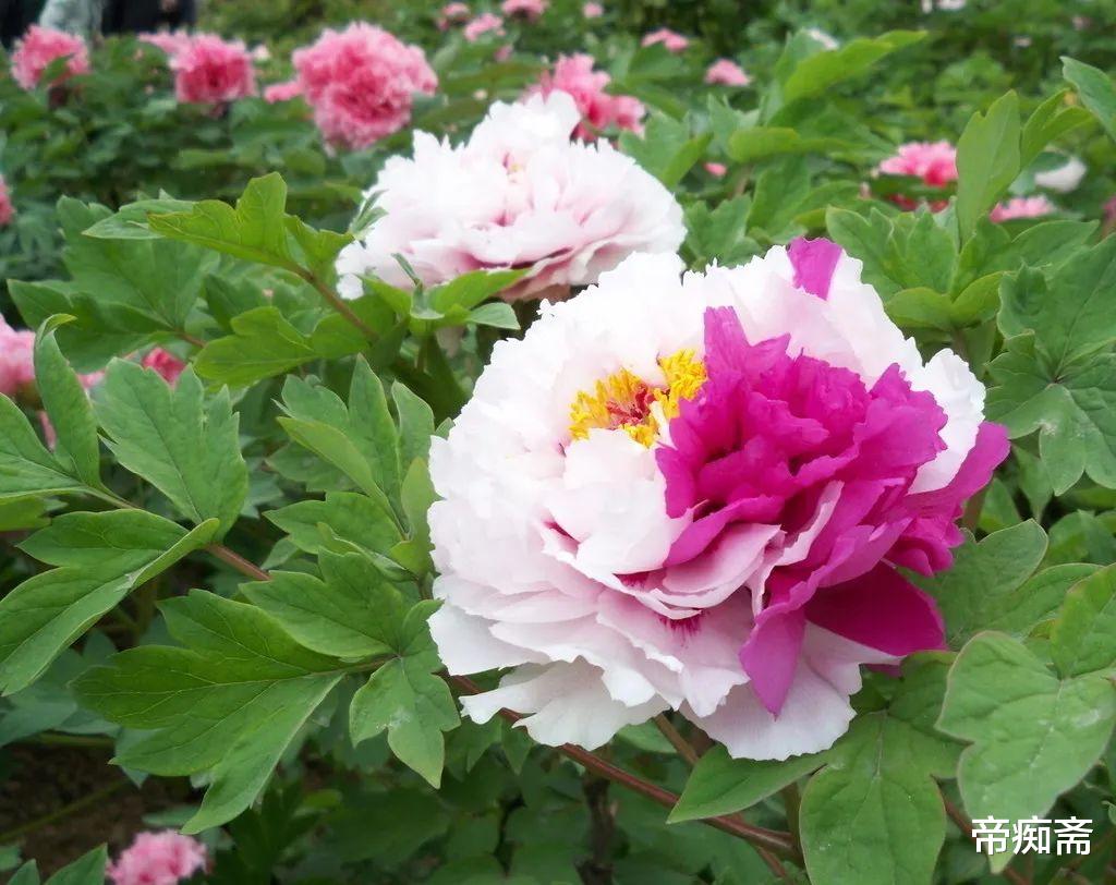 帝痴斋 洛阳牡丹花国色