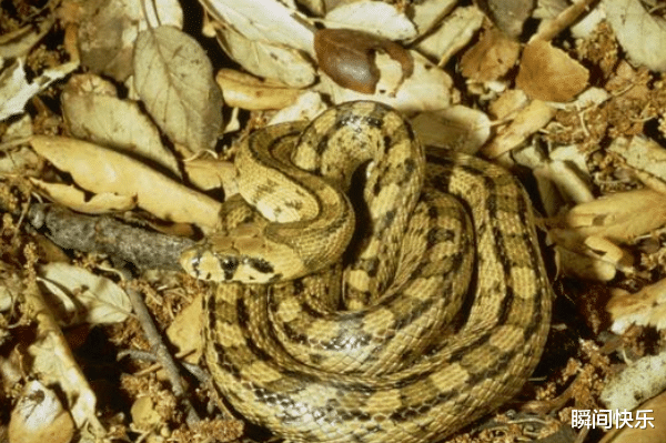 星座运势|属蛇的人生在几月，2021年钱包鼓鼓，职场顺遂，事业翻倍好运