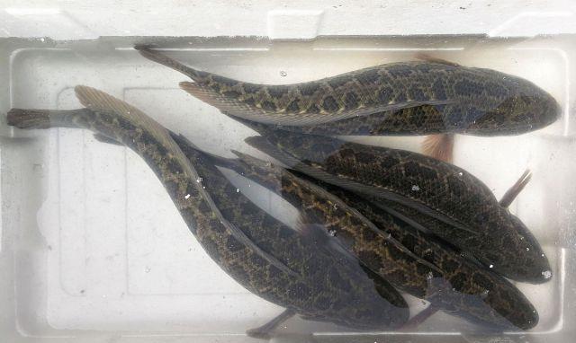 饵料|怪不得老钓手不想钓鲫鱼，有这黑鱼钓法，我早就不上班了！