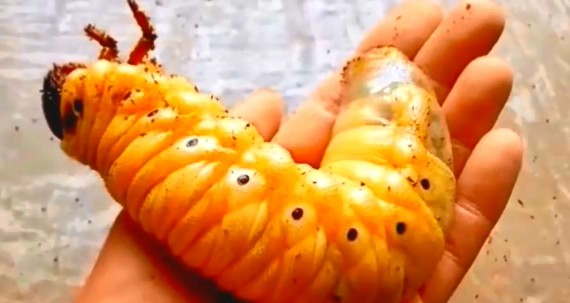 成哥看社会|5种巨大天牛昆虫，科学家还没发现的巨大幼虫，世界最大的伪蟑螂