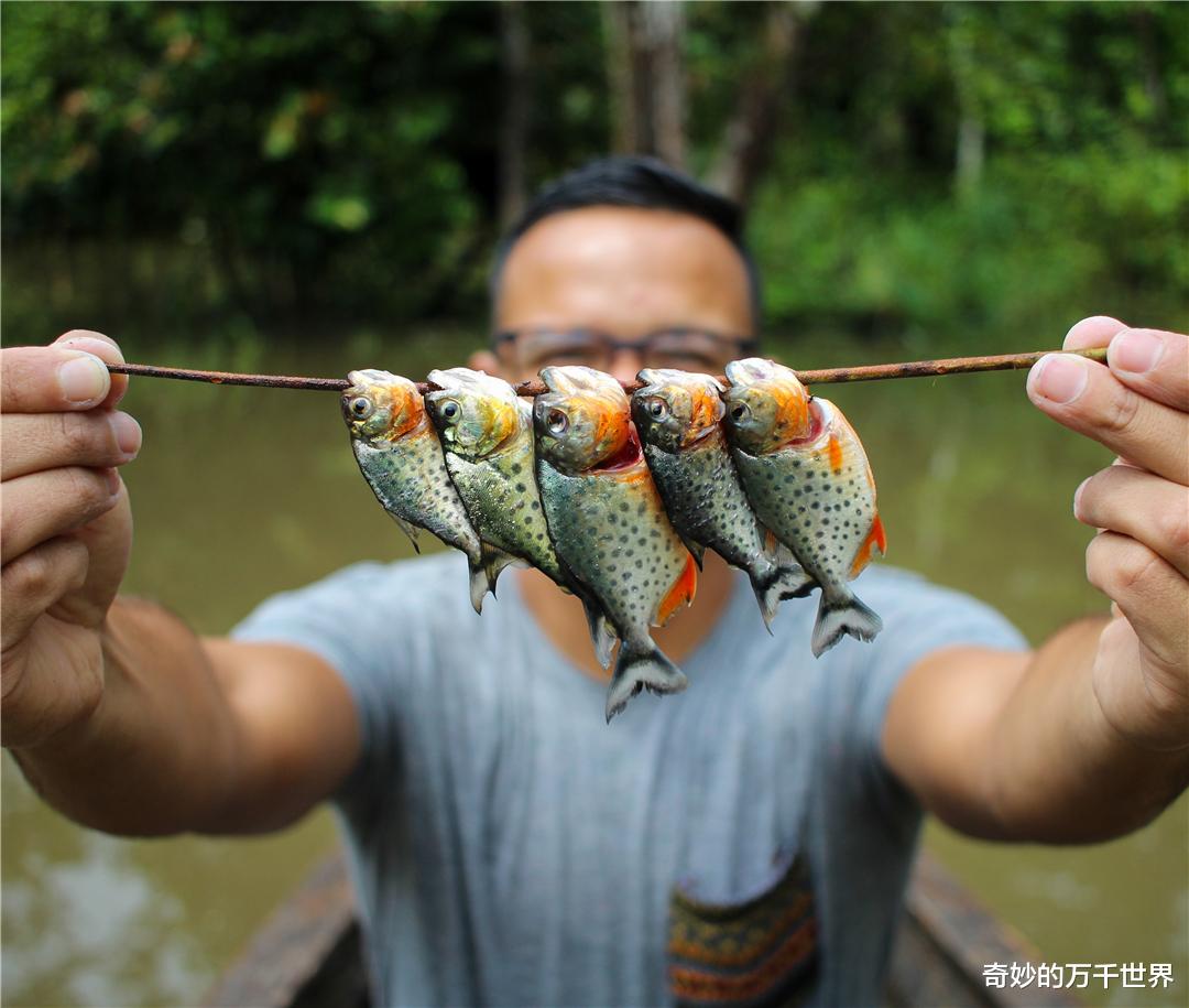 食人鱼在什么情况下主动咬人?它真有电影中那么可怖吗?