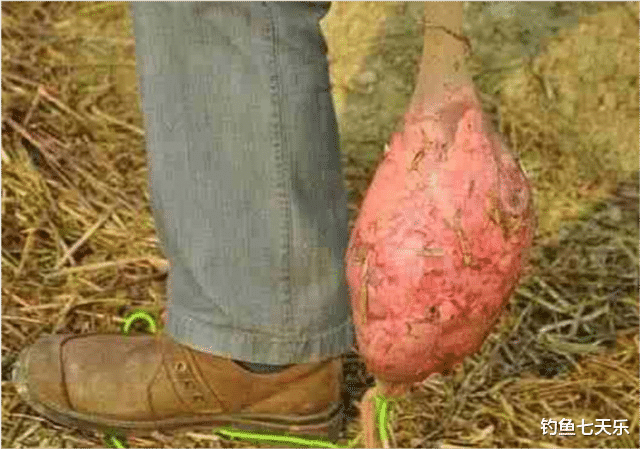 |野外垂钓黄辣丁，“就地取材”打窝是关键，发窝后过足钓鱼瘾