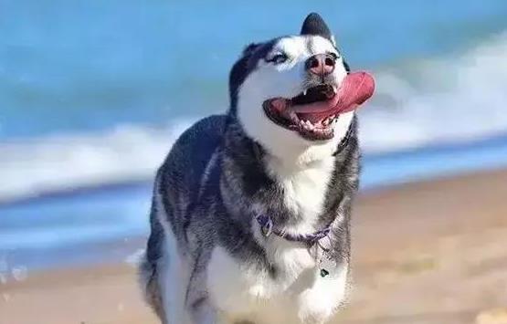 生肖|领悟力极高的生4个生肖，成就惊人，惹人羡慕不已