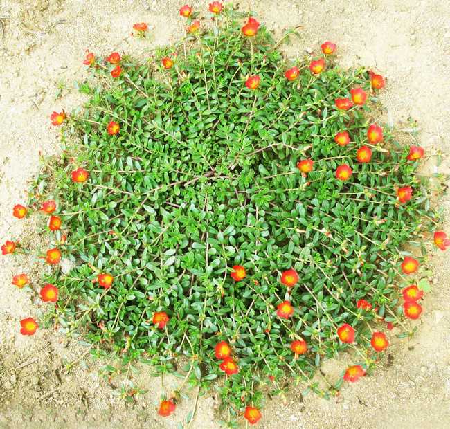 尿酸|看似草,其实是药