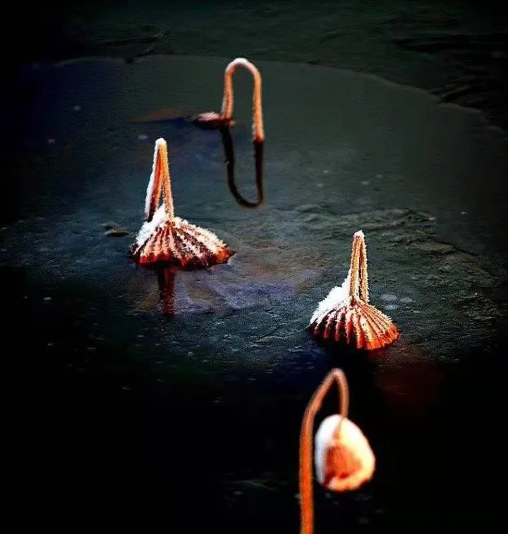 驻马店微摄影 心为荷动 ———记摄影师梁虹