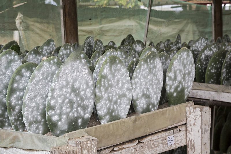 喀斯特地貌|“红颜薄命”的虫子，身价堪比黄金？为何还能夺走无数人的初吻？