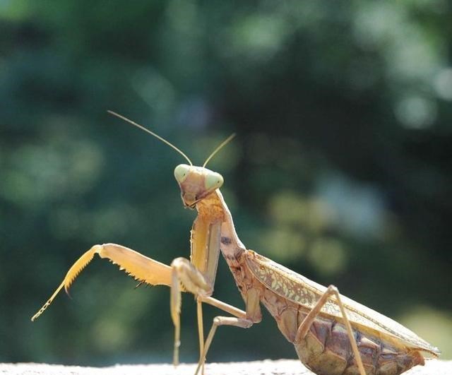 基因 螳螂究竟有什么特别的地方？为何交配后，雌性螳螂会把雄性吃掉