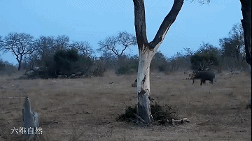 六维自然|南非一头瘸腿雄狮,遭小象挑衅,若不是象群在附近,小象就被猎食
