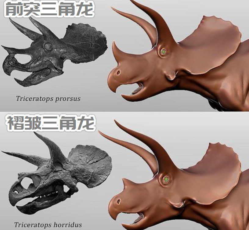 恒星 龙角长达1米！世界上最大三角龙骨架将拍卖，它生前多彪悍？