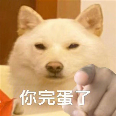 桉月|狗狗爆笑的聊天表情合集