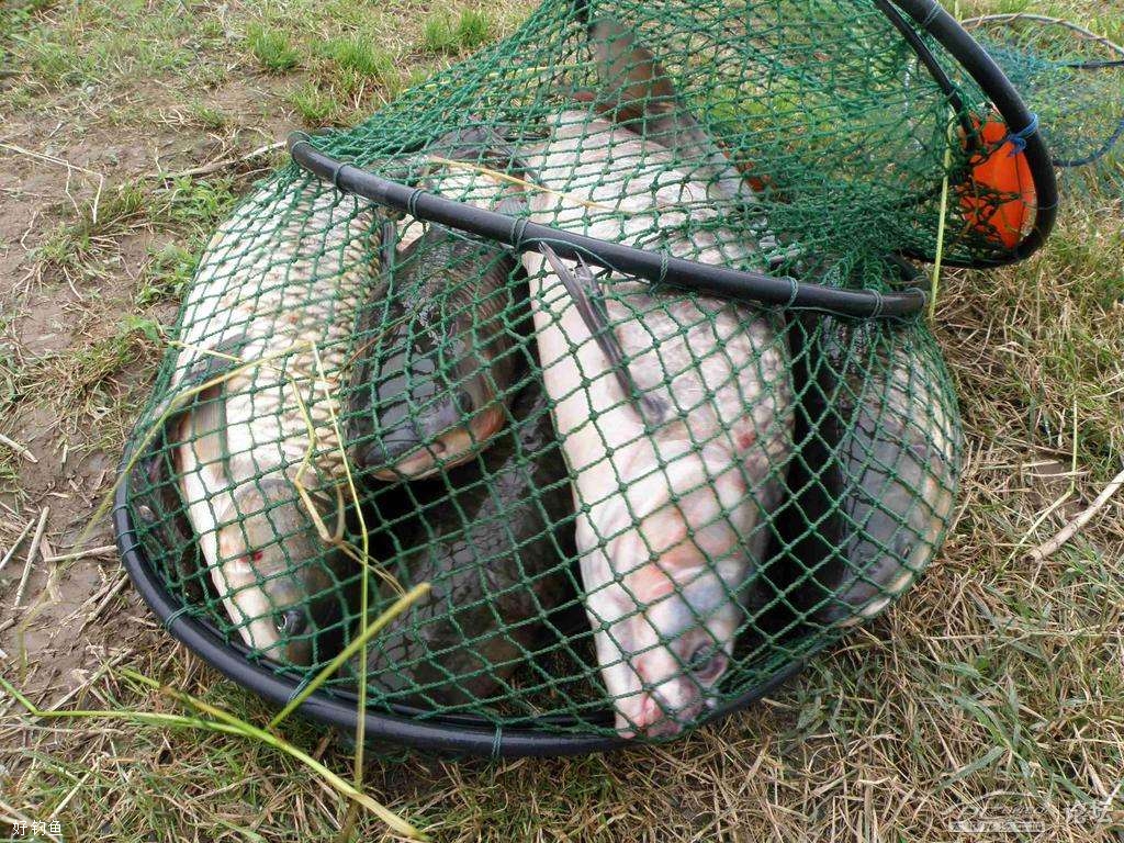 |经常空军无渔获,不妨学一下三步钓鱼法,连杆爆护都不是问题