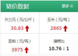 生猪价格 2月10日生猪价格，饲料涨了，仔猪涨了，年后生猪价格啥形势