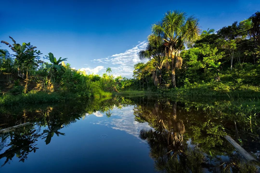 亚马逊河 亚马逊河到底有多可怕?是“生命王国”,却被称为人类的“禁区”