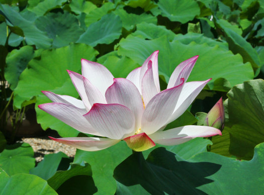 星临天下|7月下旬，吉星照耀，4属相财运亨通，日子旺上加旺