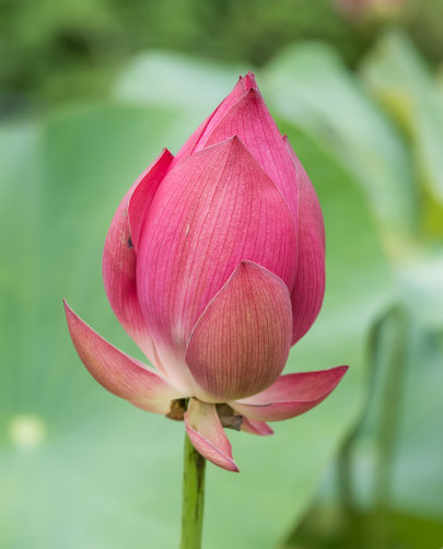 星临天下|9月上旬，4属相运势迎来又一春，事业有成，大吉大利