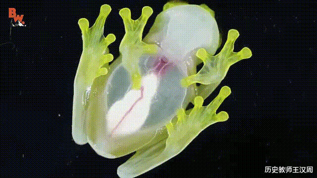 蜘蛛 物种界的泥石流：不是蜘蛛的蜘蛛，不是蚂蚁的蚂蚁