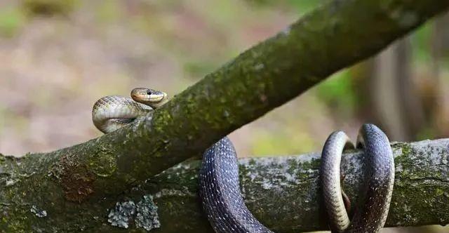  当个“吃货”不容易：为了能吃饱，蛇创造出一种独特的爬树方式