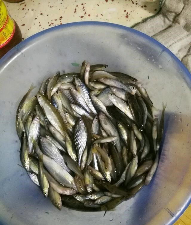 麦穗|南通钓鱼人在野河钓起上百条麦穗鱼，钓鱼人：多得让人头疼