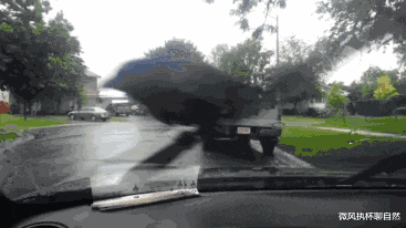 刘慈欣 逗猫狗、戏老鹰,智商占领高地,如果没有人类,乌鸦将成为主宰?