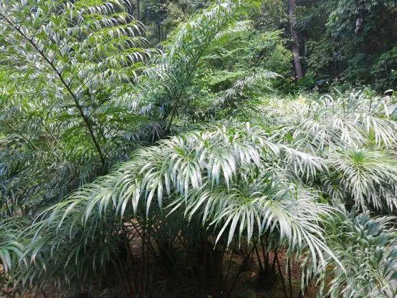 男子花100元买盆花，警察半夜找上门，结果悲剧了