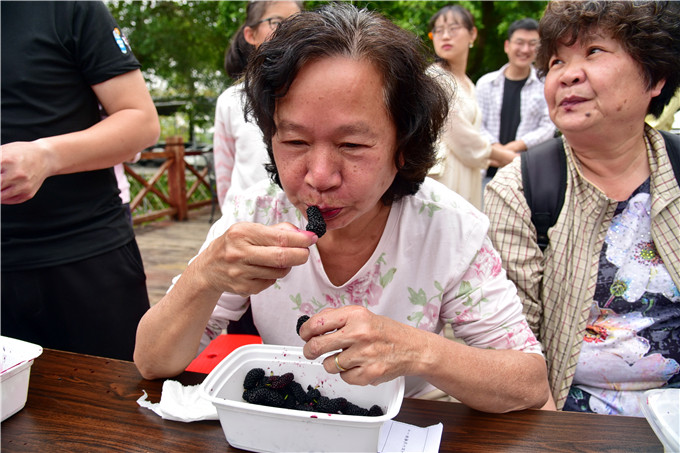 指动传媒 摘桑果,放鱼苗,乘画舫,清明假期佛山渔耕粤韵踏青摘果忙