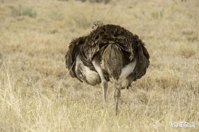 鸵鸟 很奇怪像鸵鸟这种，遇到危险就把头埋进土里的生物，为什么没灭绝