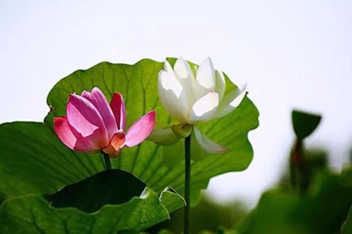 占星师灵溪|8月8日好运接二连三，哪些星座福禄进家？
