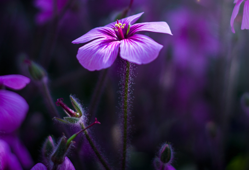 生肖夜读|7月底，郁郁寡欢，难有笑脸，只为思念，3生肖久别重逢，白首不离