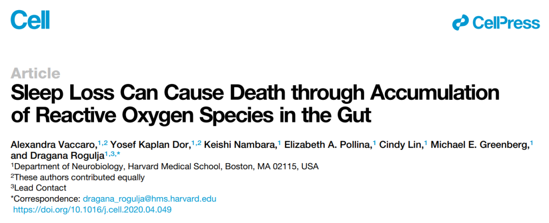 睡眠|Cell：熬夜致死，原因不在大脑，而在肠道中活性氧的积累