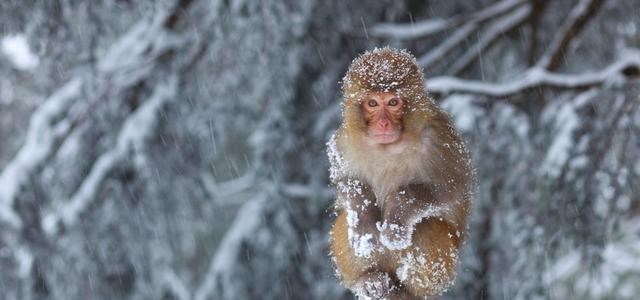 科学家 地球第二人类文明或已出现？巴拿马猴已会使用工具，引科学家担忧