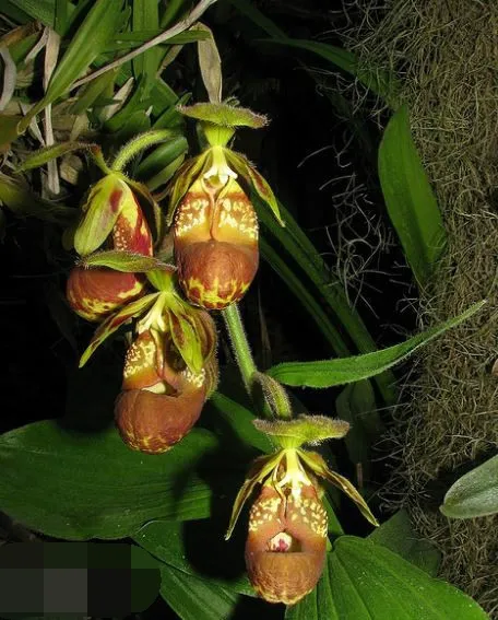 濒危物种 国家Ⅰ级濒危物种 杓兰属中的“巨人”——暖地杓兰