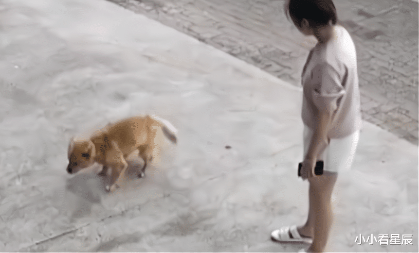 小小看星辰|浙江一女子出去逛街，遇一只狗狗撞她腿，还装残疾让女子“赔偿”