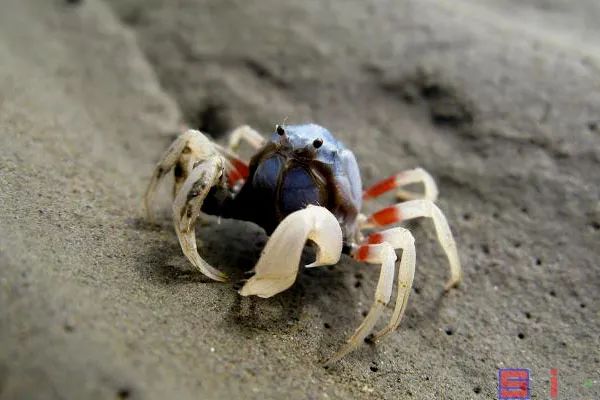海葵 Sbike动植物百科：十大美丽的海水观赏蟹，形态多样、行为有趣，很适合作为宠物饲养！
