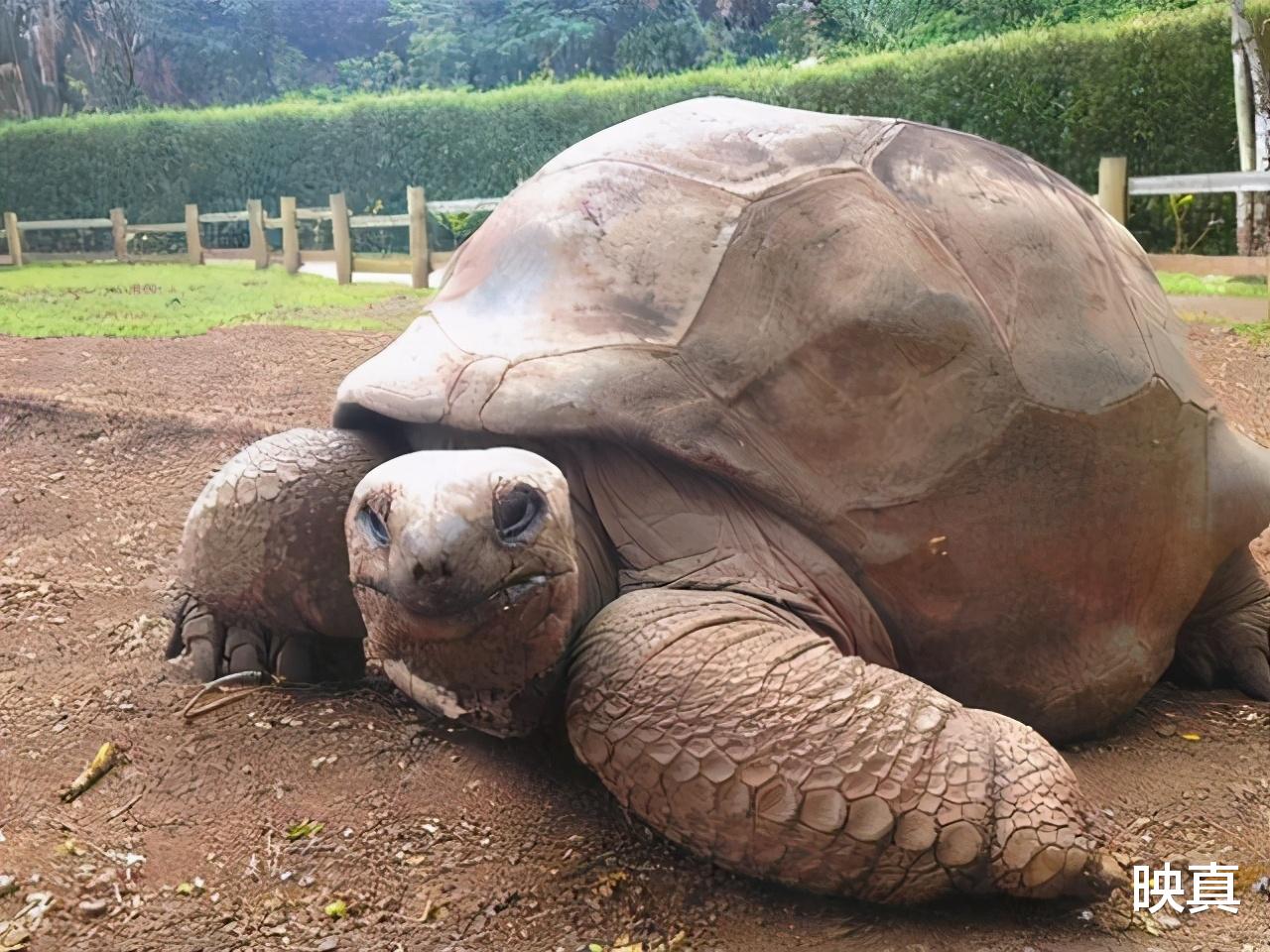 象龟 生于乾隆年间逝于2006年，体重近乎500斤，“他”为何如此长寿？